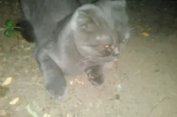 Найдена кошка в Оренбурге