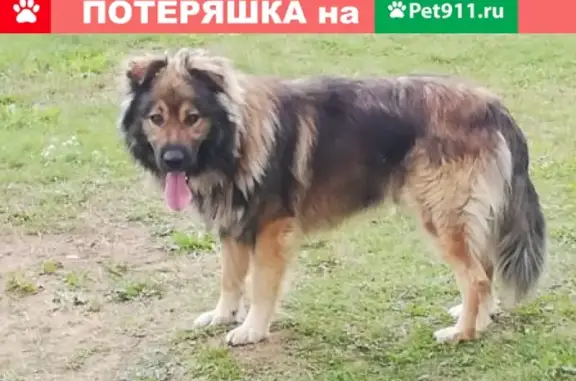 Паневик: найден молодой пес с коричневым ошейником