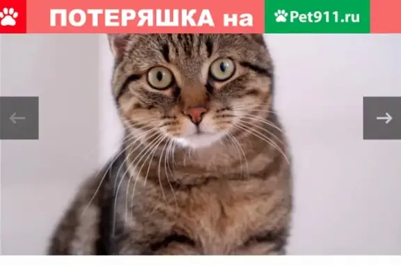 Пропала кошка в Ноябрьске, Россия