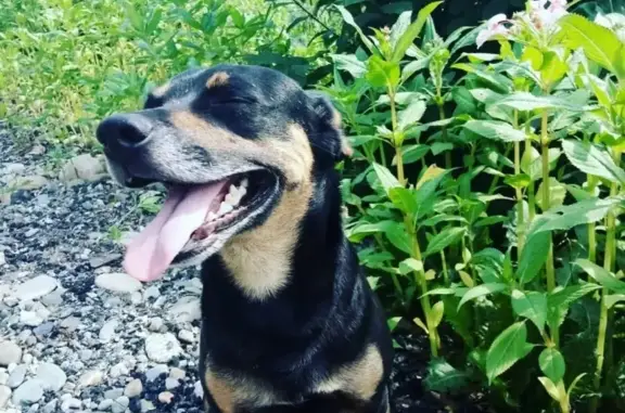Пропала собака Рем в районе Широкого Лога, Кемеровская область
