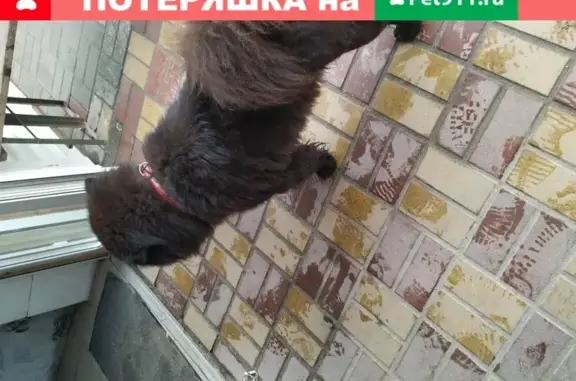 Собака найдена возле ГПЗ в Ростове