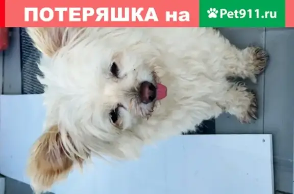 Найдена собака, Москва, фото: Найдена собака на эстакаде МКАД, ищем хозяев!