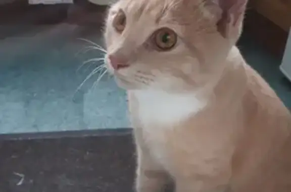 Светло-рыжий котик с белой машишкой найден в Калининграде