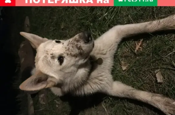 Собаки потеряшки, Нижний Новгород, фото: Потеряшка собака Лайка в Нижнем Новгороде
