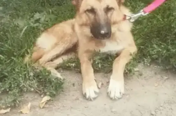 Пропала собака на Нагатинской набережной, дом 70