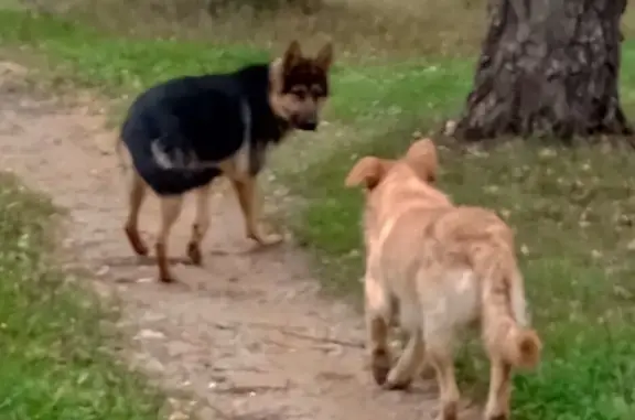 Найдена собака в Жукове, ищем хозяев или опекунов.