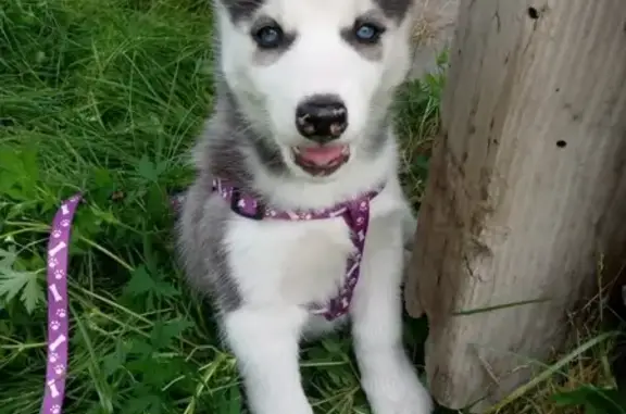 Собаки потеряшки, Ермаковское, фото: Потеряшка хаски, Ермаковское, Красноярский край