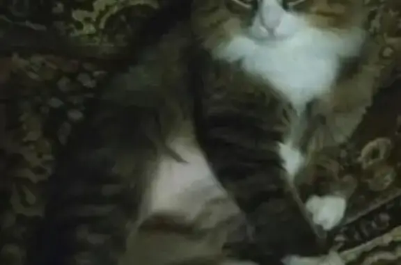 Пропала кошка в Тюмени, садовое товарищество Осень-1