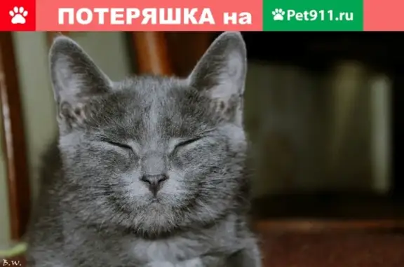 Кошки потеряшки, Москва, фото: Потеряшка кошка в Сочи, нужна помощь!