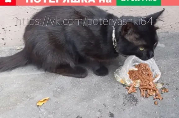 Найден кот на Первомайской и Радищева, Саратов