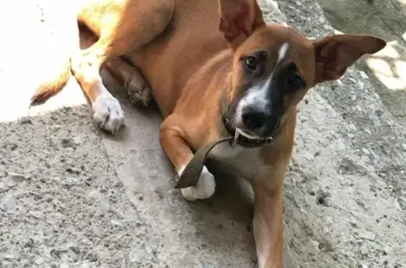 Собака найдена в Геленджике.
