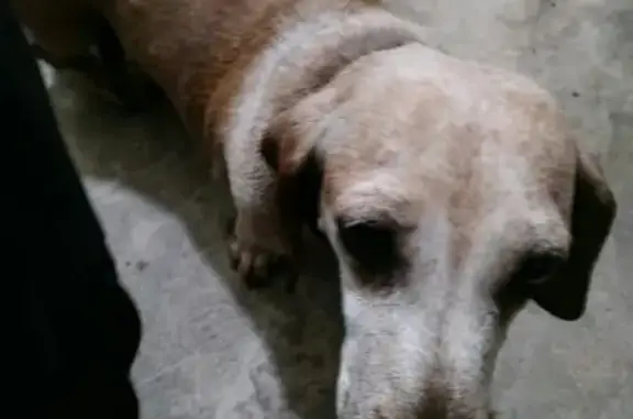 Собака найдена возле деревни Панино в Бронницах