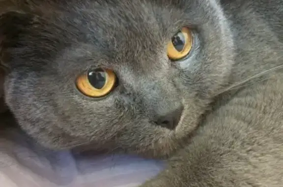 Найден британский кот в Калининграде