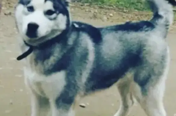 Пропала собака Хатико в Усть-Лабинске
