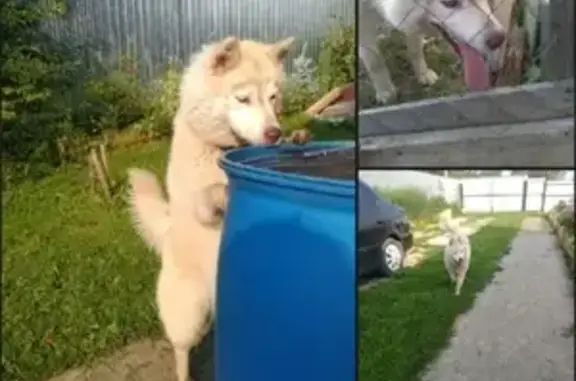 Пропала собака Боня в Березовке, Нижегородская область