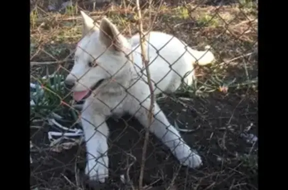 Собаки потеряшки, Белгород, фото: Потеряшка хаски на ул. Котовского, Белгород