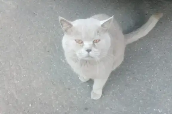 Найден британский котик: 50 лет Октября, 33, Клин