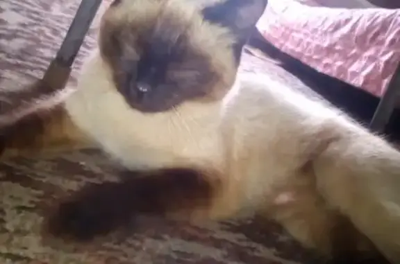 Пропала сиамская кошка в Еманжелинске
