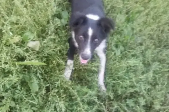 Найдена собака в Тамбове, район парка Победы