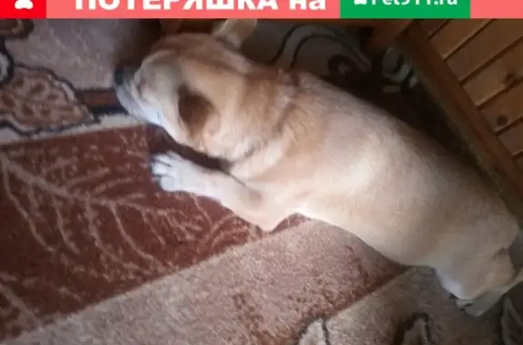 Найдена собака на ул. Луговая КЭС в Оренбурге