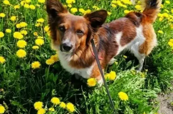 Собаки потеряшки, Новокузнецк, фото: Потеряшка собака в Новокузнецке, вознаграждение за информацию.
