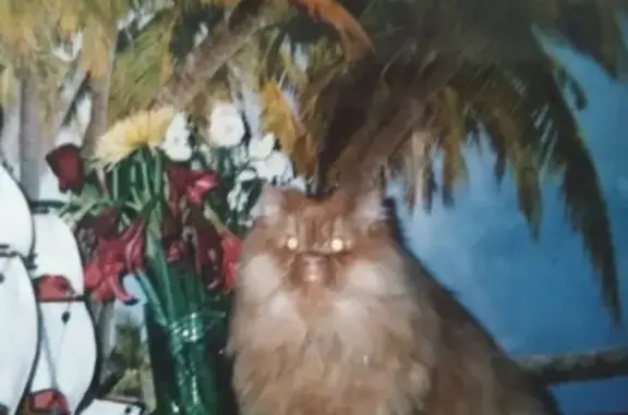 Пропала рыжая кошка Чубайса, 13 лет, адрес: СНТ 