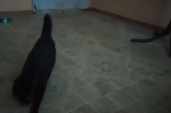 Пропала кошка в Ноябрьске, район 12 стульев