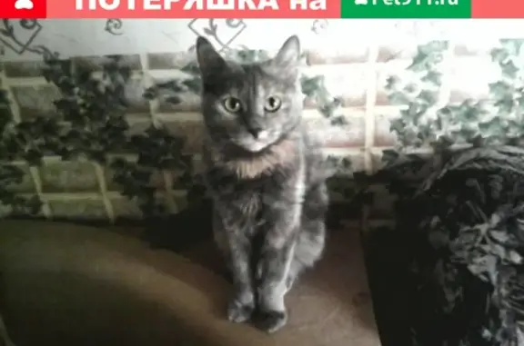 Пропала кошка на Камчатской, 98 в Тюмени