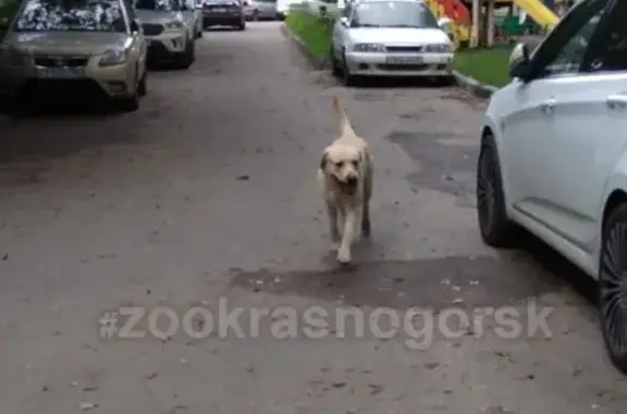 Найдена собака в Красногорске с ошейником и неизвестным полом