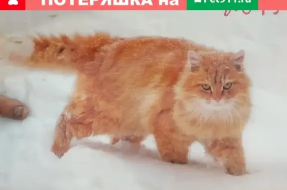 Пропал рыжий кот Сёма возле озера на Новом Пути, Курская область. РЕПОСТ!