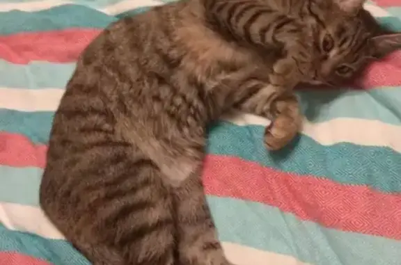 Кошки потеряшки, Москва, фото: Потеряшка кошка возрастом 10 мес на ул. Белореченская (м. Братиславская, м. Марьино)