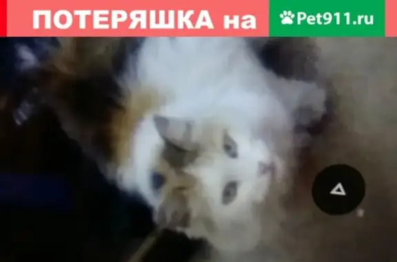 Потерянные животные Москва, фото: Пропала кошка по адресу ул. Лётчика Бабушкина 30/2 (Москва)