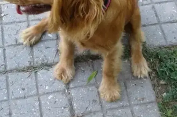 Найдена собака девочка на остановке Колхозный в Гайдуке
