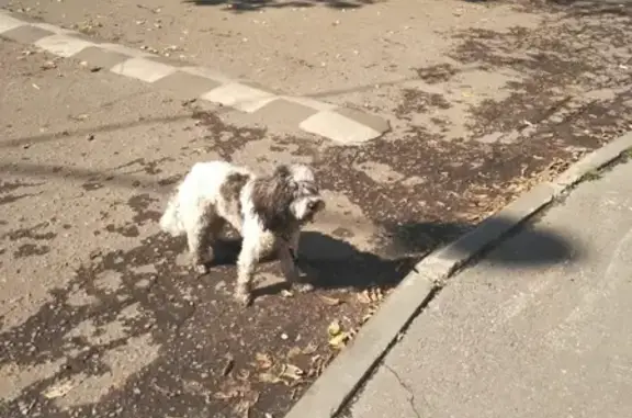 Собака с ошейником на Рязанском проспекте 93к2