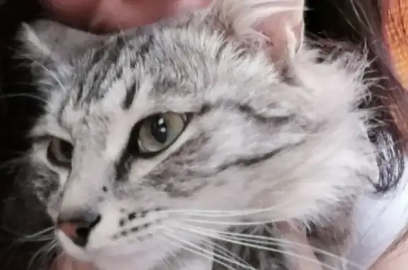 Пропала кошка в Черногорске с ошейником