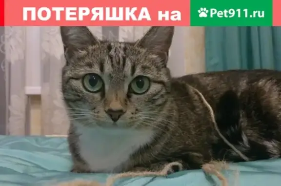 Пропала кошка на ул. Дзержинского 22, Хабаровск