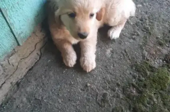 Найден щенок-сучка на улице Ленина в Усть-Лабинске