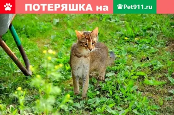 Пропал кот Морсик в Верее, Московская область