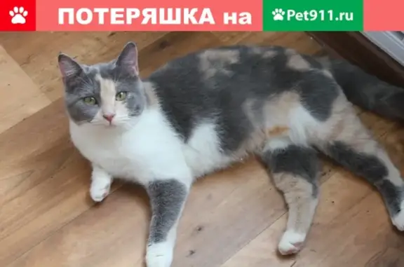 Пропала кошка в Таганроге, Мал Мал, на Пархоменко, вознаграждение