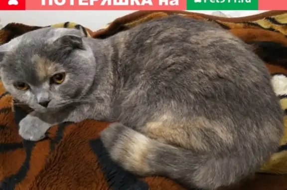 Найдена породистая кошка у ТЦ Малина в Рязани