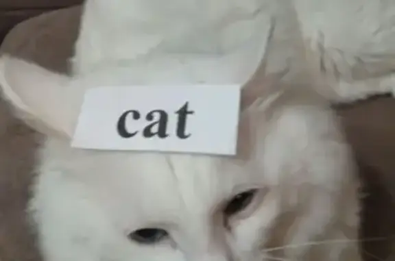 Потерянные животные Санкт-Петербург, фото: Пропала белая кошка с чипом в Санкт-Петербурге