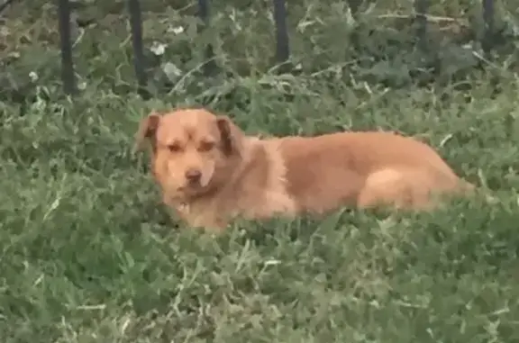Найдена потеряшка собака в районе бассейна в Бузулуке