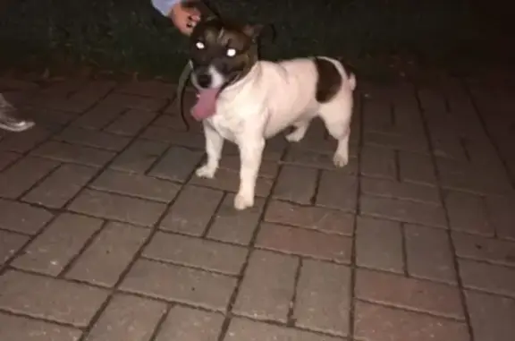 Найдена собака, Нижний Новгород, фото: Найден щенок в Дарьино, Н.Новгород