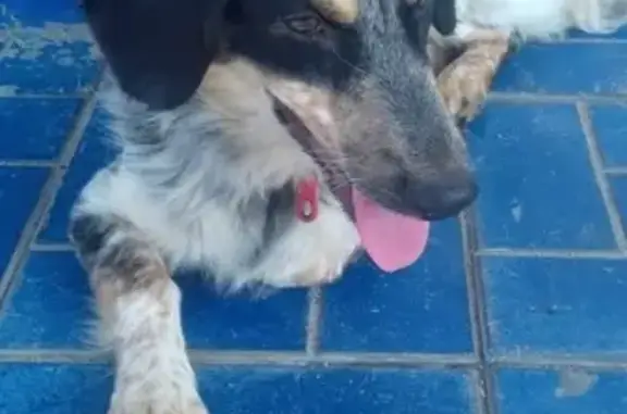 Найдена собака на ул. Карла Маркса в Ульяновске