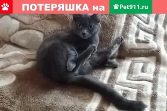 Пропала кошка в Омске, р-н 50лет профсоюзов