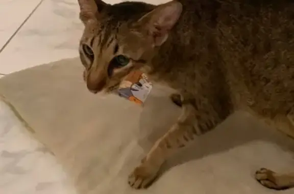 Найдена ориентальная кошка в Анапе