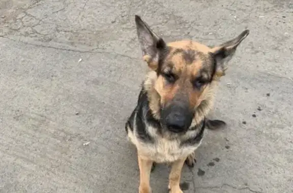 Найдена собака на рынке «сотка» в Кемерово