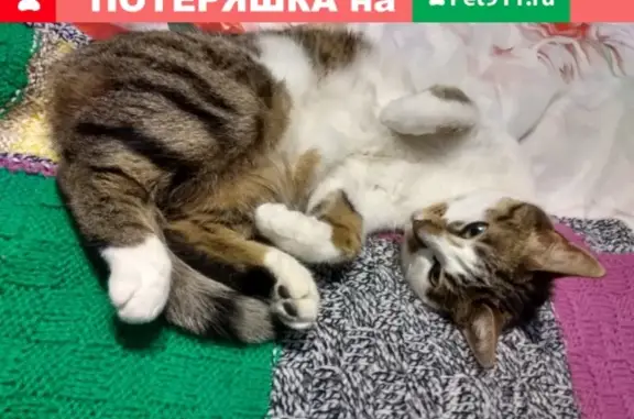 Потерянные животные Санкт-Петербург, фото: Пропала кошка Гайка на пр. Ударников, СПб.