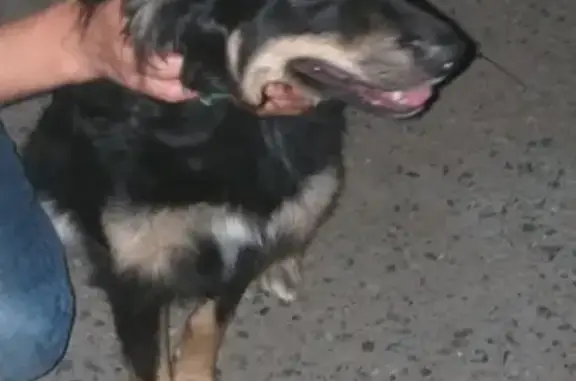 Найдена собака на пр. Мира, Омск