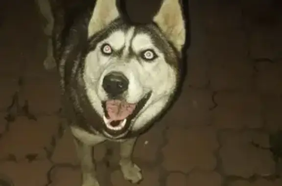 Найдена собака в Магнитогорске #потеряшка